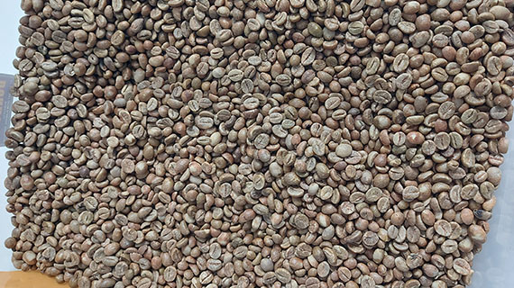 

Panduan Hitungan Kualitas Green Beans bagi Pengguna Awal
