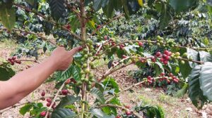 

Kopi Lampung Barat: Pilihan Terbaik untuk Espresso yang Sangat Autentik