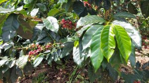 

Kopi Lampung Barat: Buatlah Espresso yang Sungguh Autentik