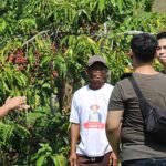 Mengulik Cerita dan Perkembangan Kopi Lampung Sejak Masa Kolonial