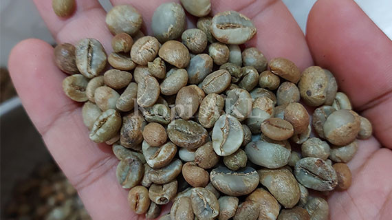 Simak Fakta Menarik Tentang Kafein dalam Kopi Robusta dan Arabika
